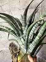 Amazon.co.jp: Frontier Plants 現品チランジアヒルダエ（標本